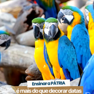ATIVIDADES FILME RIO 1 E 2 - Ensinar Pátria é mais do que decorar datas